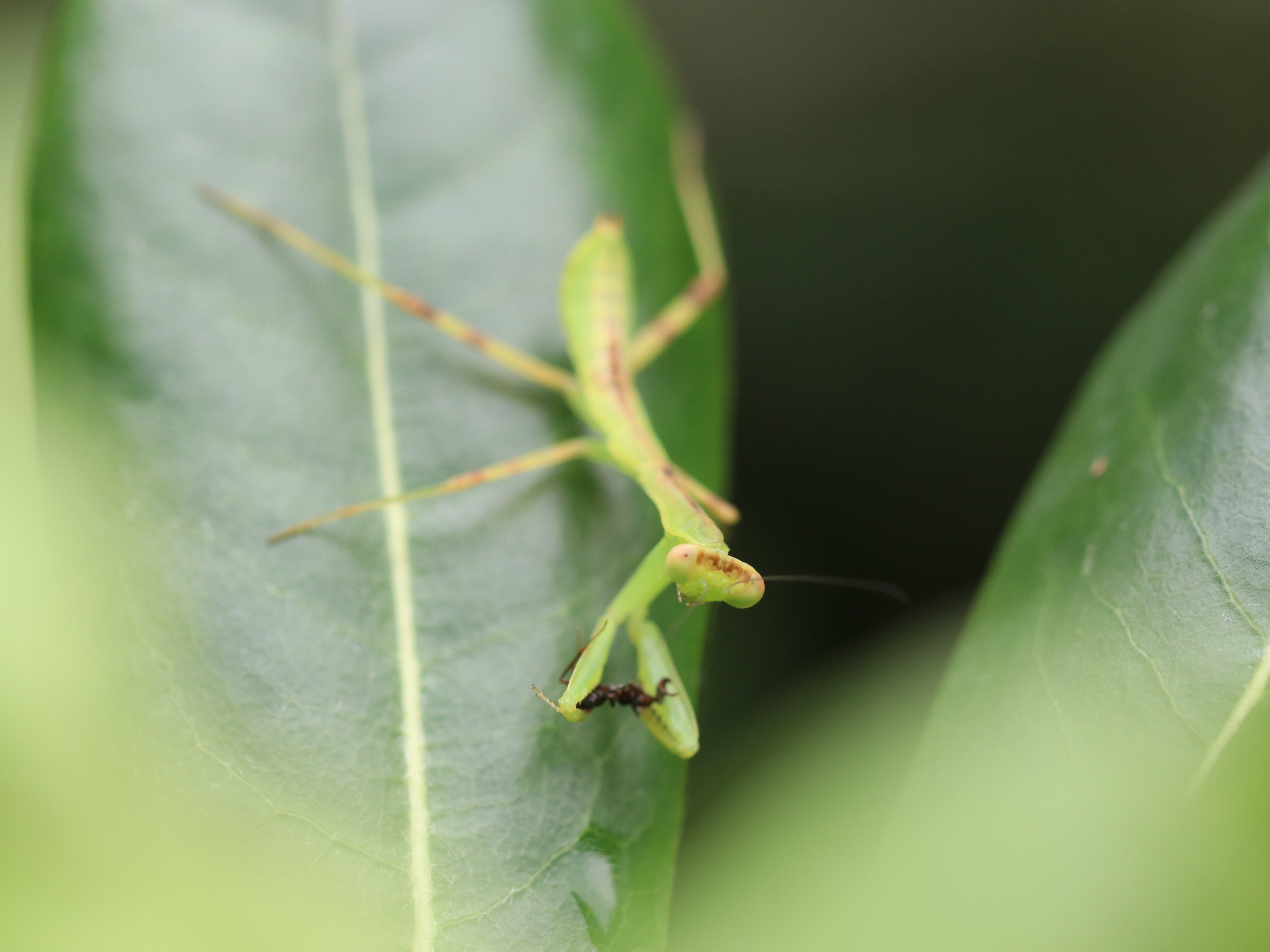 ハラビロカマキリ